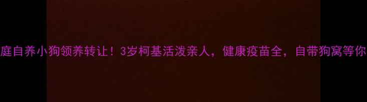 图片 📣中山家庭自养小狗领养转让！3岁柯基活泼亲人，健康疫苗全，自带狗窝等你带回家🐾
