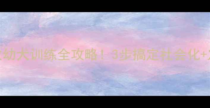 图片 🔥2个月边牧幼犬训练全攻略！3步搞定社会化+定点排便🐾1