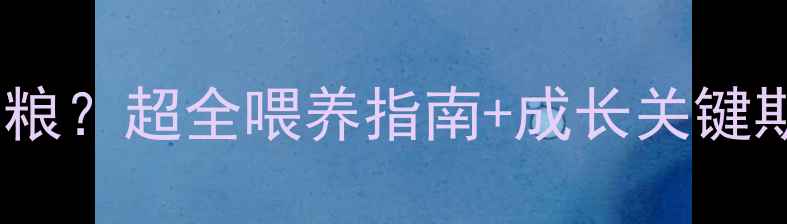 图片 🔥4个月贵宾吃多少狗粮？超全喂养指南+成长关键期注意事项（附食谱）
