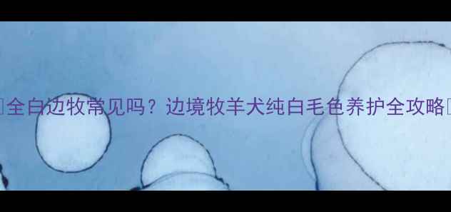 图片 🔥全白边牧常见吗？边境牧羊犬纯白毛色养护全攻略🐾