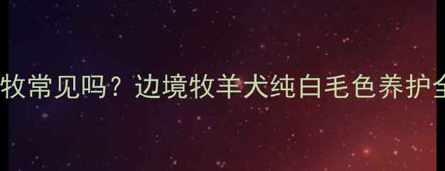 图片 🔥全白边牧常见吗？边境牧羊犬纯白毛色养护全攻略🐾1