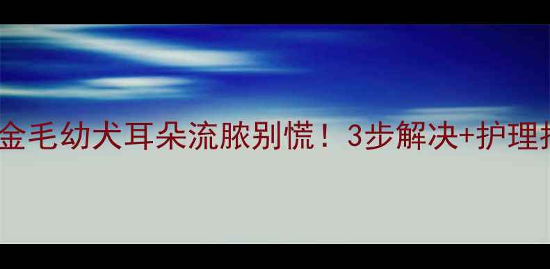 图片 🔥半岁金毛幼犬耳朵流脓别慌！3步解决+护理指南🔥2