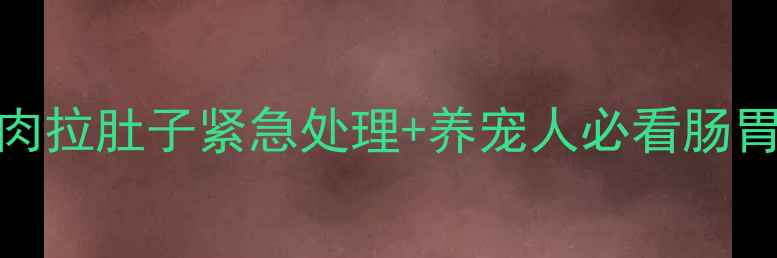 图片 🔥哈士奇吃肉拉肚子紧急处理+养宠人必看肠胃调理指南🔥