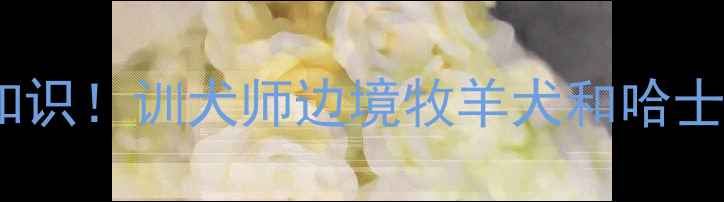 图片 🔥哈士奇当警犬冷知识！训犬师边境牧羊犬和哈士奇的警犬适配度🔥2