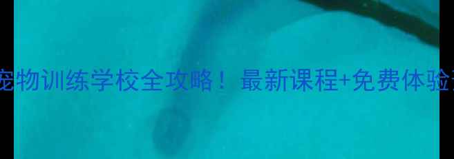 图片 🔥沈阳宠物训练学校全攻略！最新课程+免费体验预约🐾2