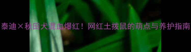 图片 🔥泰迪×秋田犬混血爆红！网红土拨鼠的萌点与养护指南🐾