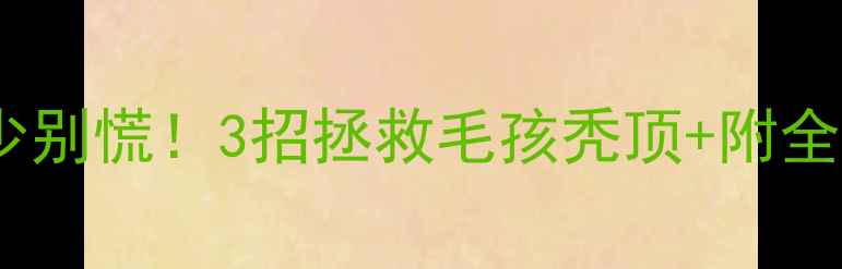 图片 🔥泰迪毛量少别慌！3招拯救毛孩秃顶+附全年护理表🐾1