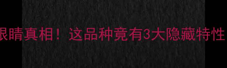 图片 🔥泰迪犬红色眼睛真相！这品种竟有3大隐藏特性，养前必看🔥1