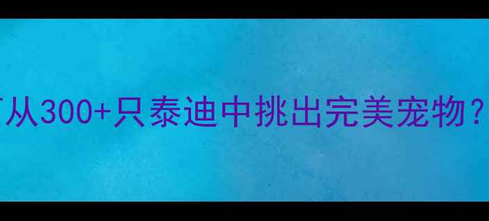 图片 🔥泰迪犬选购全攻略如何从300+只泰迪中挑出完美宠物？血统品相性格避坑指南2