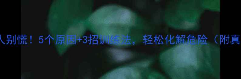 图片 🔥狗狗咬人别慌！5个原因+3招训练法，轻松化解危险（附真实案例）1