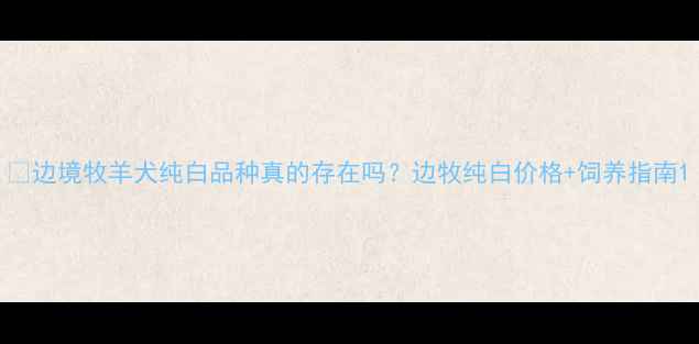 图片 🔥边境牧羊犬纯白品种真的存在吗？边牧纯白价格+饲养指南1