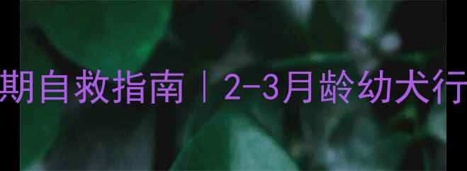 图片 🔥边牧尴尬期自救指南｜2-3月龄幼犬行为问题全🐾