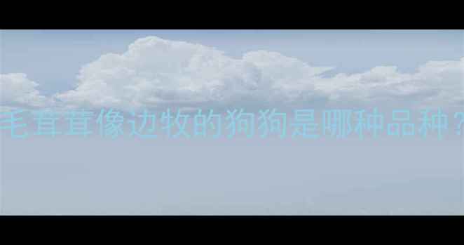 图片 🔥边牧混血犬特征全｜毛茸茸像边牧的狗狗是哪种品种？附养护指南+训练技巧
