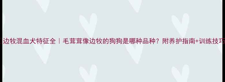 图片 🔥边牧混血犬特征全｜毛茸茸像边牧的狗狗是哪种品种？附养护指南+训练技巧1