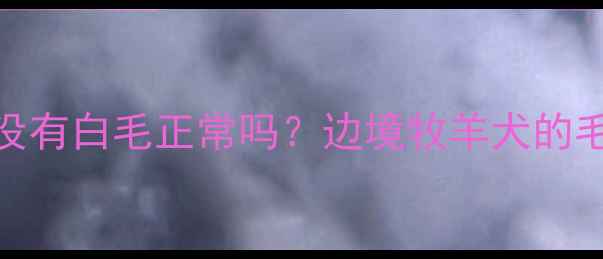 图片 🔥边牧脖子没有白毛正常吗？边境牧羊犬的毛色真相！🐾