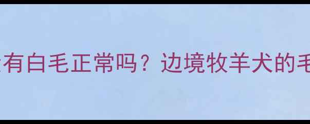 图片 🔥边牧脖子没有白毛正常吗？边境牧羊犬的毛色真相！🐾1