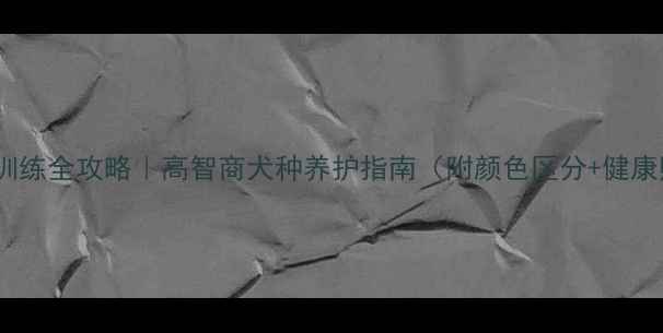 图片 🔥边牧训练全攻略｜高智商犬种养护指南（附颜色区分+健康贴士）2