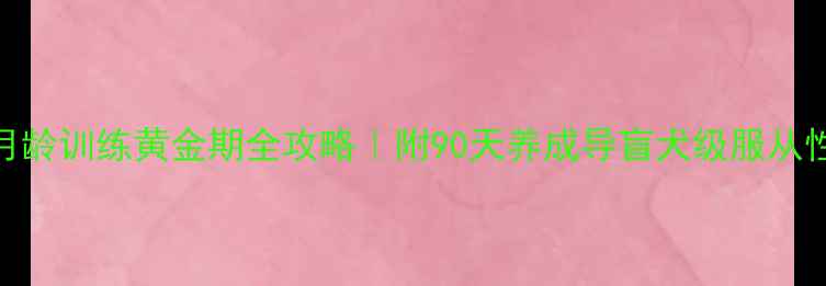 图片 🔥金毛幼犬3-6月龄训练黄金期全攻略｜附90天养成导盲犬级服从性的科学方案🐾1