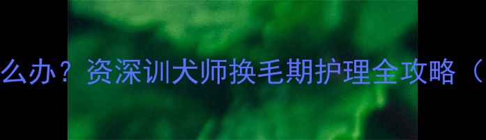 图片 🔥金毛掉毛严重怎么办？资深训犬师换毛期护理全攻略（附3个止毛妙招）1