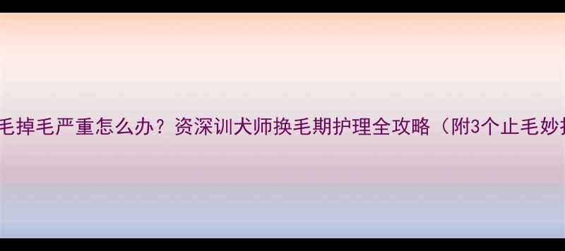 图片 🔥金毛掉毛严重怎么办？资深训犬师换毛期护理全攻略（附3个止毛妙招）2