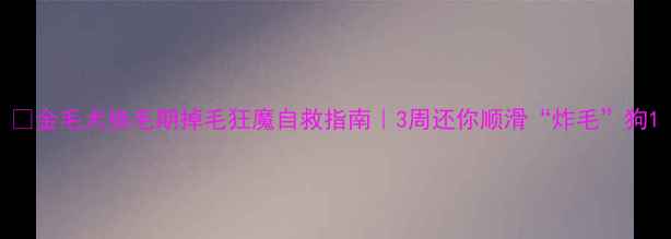 图片 🔥金毛犬换毛期掉毛狂魔自救指南｜3周还你顺滑“炸毛”狗1